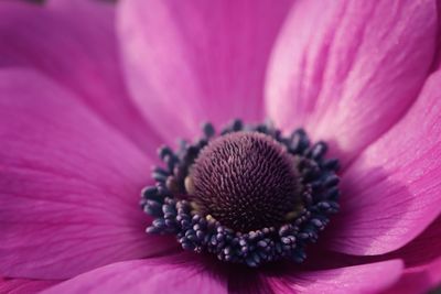 Close-up of pink flower