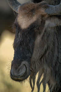 Close-up of blue wildebeest head in shade