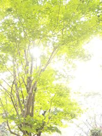 Low angle view of tree