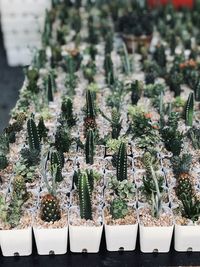 High angle view of potted plants