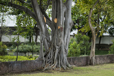 Trees in park