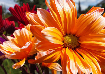 Close-up of yellow flower