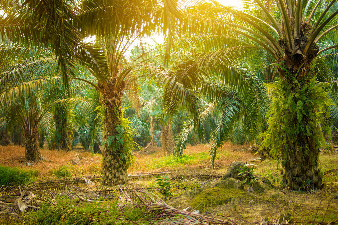 SCENIC VIEW OF TREES IN FOREST