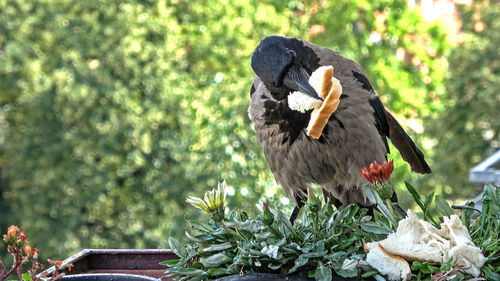 Bird perching on a tree