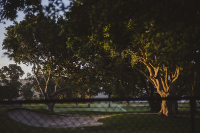 Trees in park against sky