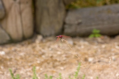 Insect flying in a field