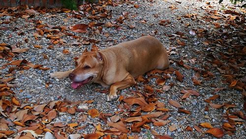 Dog lying down during autumn