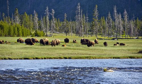 Bison by river on land