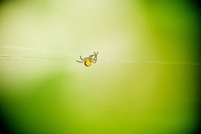 Close-up of spider on web