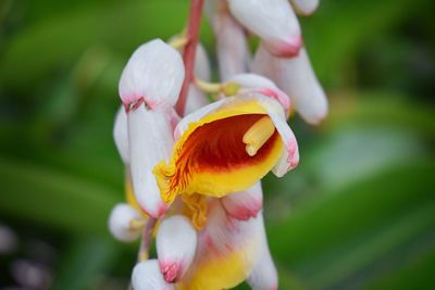 Close up colorful tropical flowers el eden, puerto vallarta jungle  macro, detailed view in mexico.