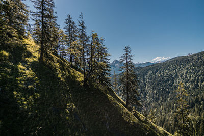 View from grünstein on a sunny summer day