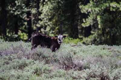 A young calf in the woods