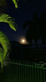 Close-up of palm tree against moon at night