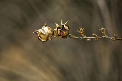 Close-up of wilted plant