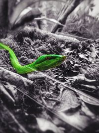 Close-up of lizard