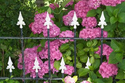 Close-up of pink flowering plants