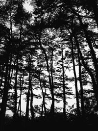 Low angle view of trees