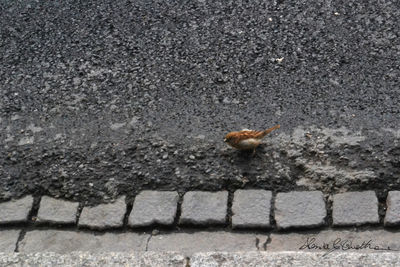 Close-up of bird