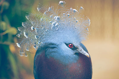 Victoria crowned-pigeon head closeup