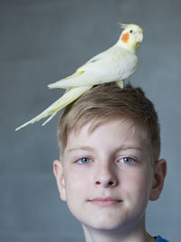 Caucasian teenager playing with parrot on head on grey background