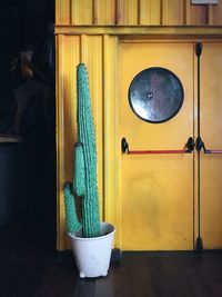 Potted plant on window sill