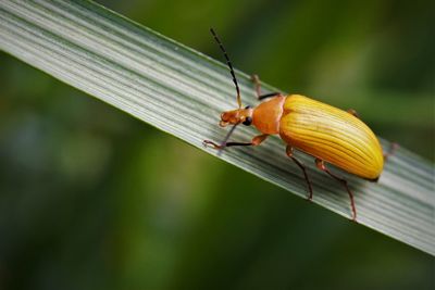 Close-up of insect on leaf