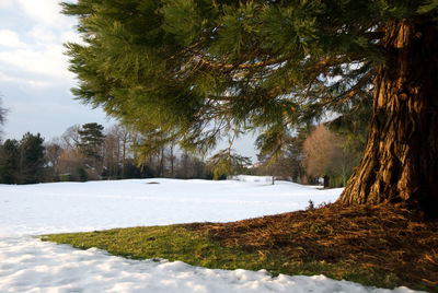 Trees on snow covered slope against sky