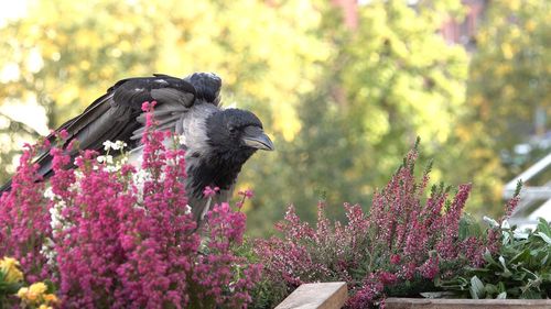 High angle view of bird on purple flowering plants