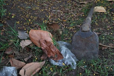 High angle view of fallen leaves on field