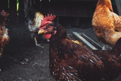 Brown rooster