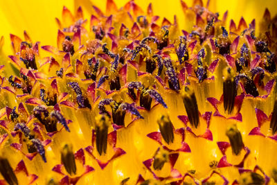 Close-up of insect on yellow flower