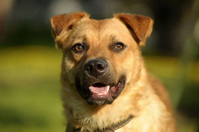 Close-up portrait of a dog