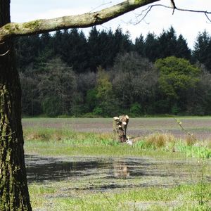 Horse on field by trees against sky