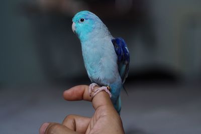 Close-up of a bird
