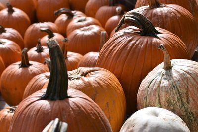 Close-up of pumpkins for sale at market