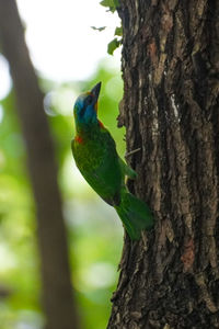 Close-up of bird perching on tree trunk