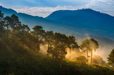 Trees in forest against sky