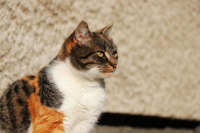 Close-up of a cat looking away