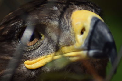 Close-up portrait of owl