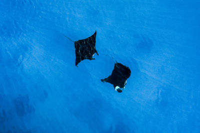 Manta ray swimming in sea