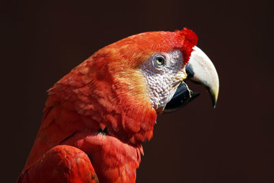 Close-up of a parrot