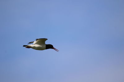 Low angle view of oystercatcher flying in sky