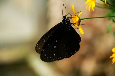 Close-up of butterfly on plant
