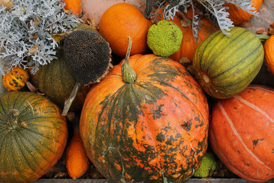 Different types of pumpkins and squashes with shining colours and interesting shapes 