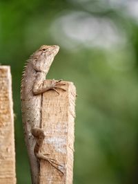 Close-up of lizard on branch