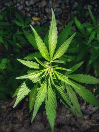 High angle view of green plant. hemp leaves