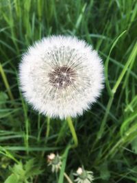 Close-up of dandelion flower on field