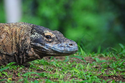 Close-up of komodo dragon on field