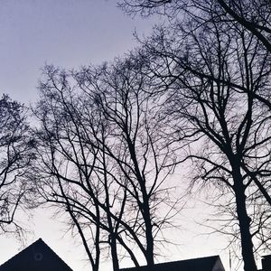 Low angle view of tree against sky