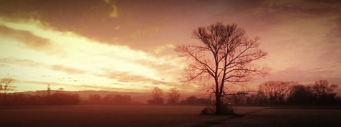 Bare trees on landscape against sky during sunset